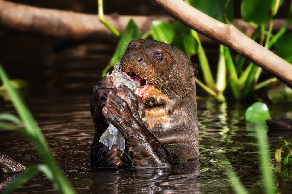 A Giant Otter Feeding in the Pantanal.