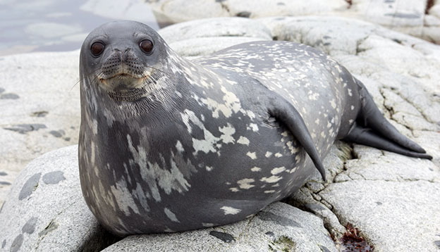 shutterstock_124482157