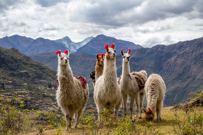 Lares Trek, Peru