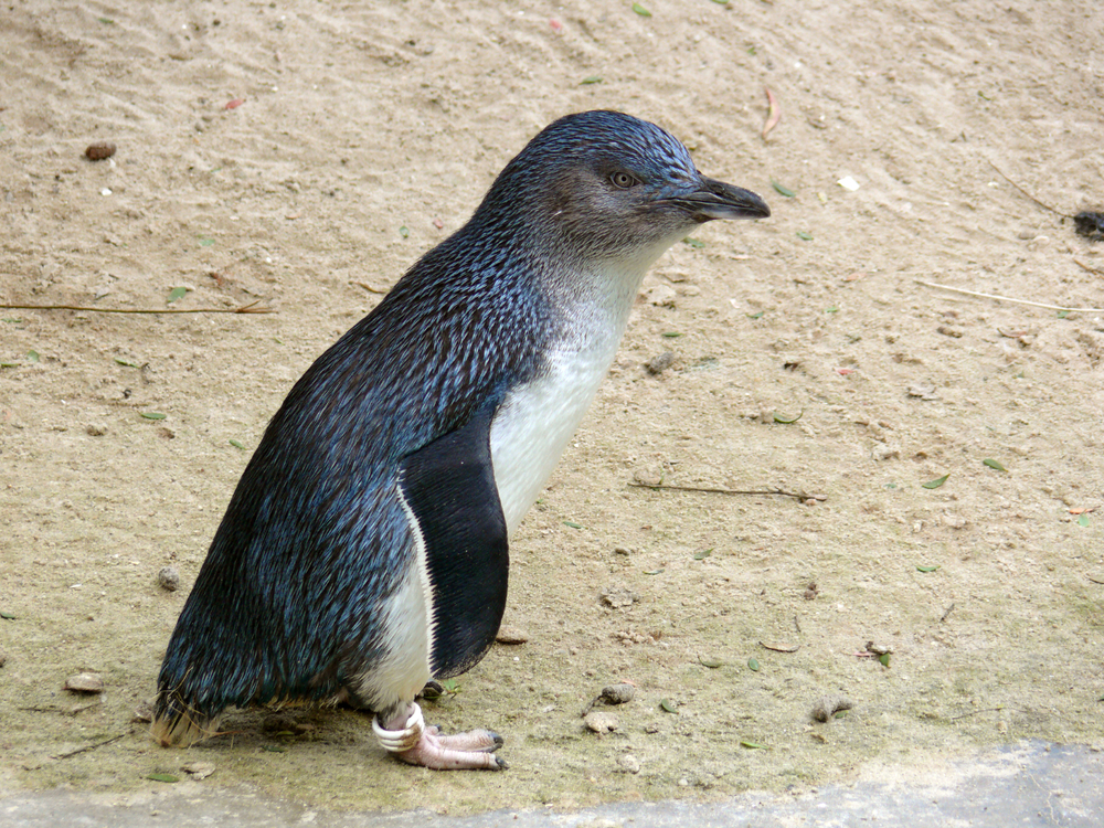 shutterstock_146145572