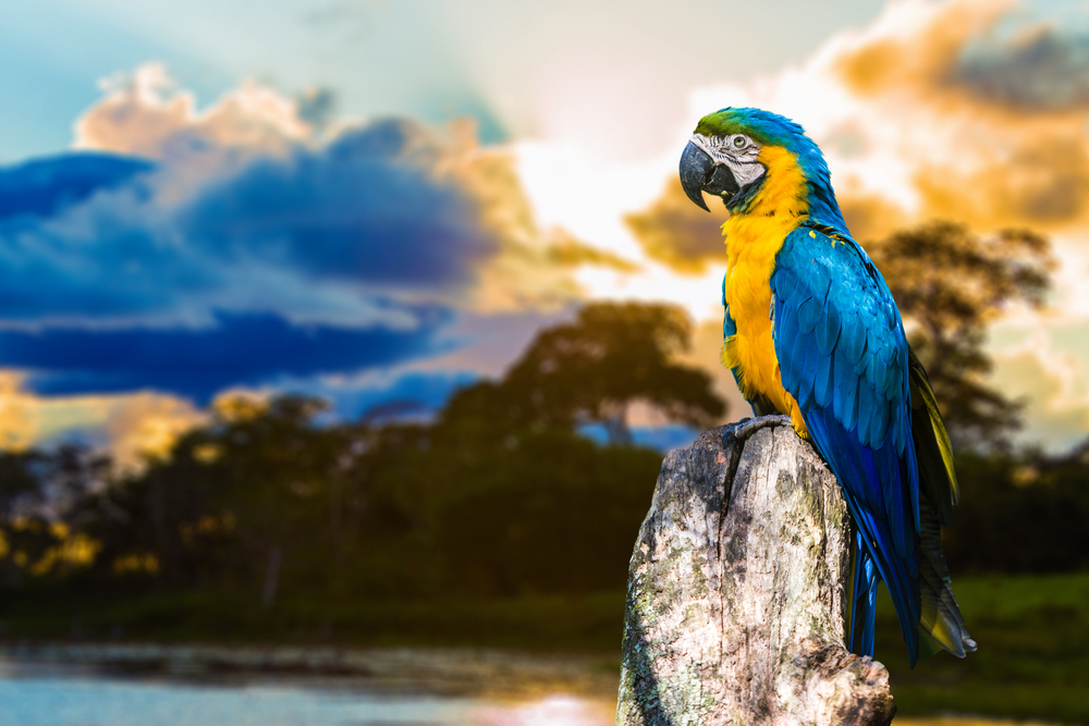 Parrot in the Pantanal.