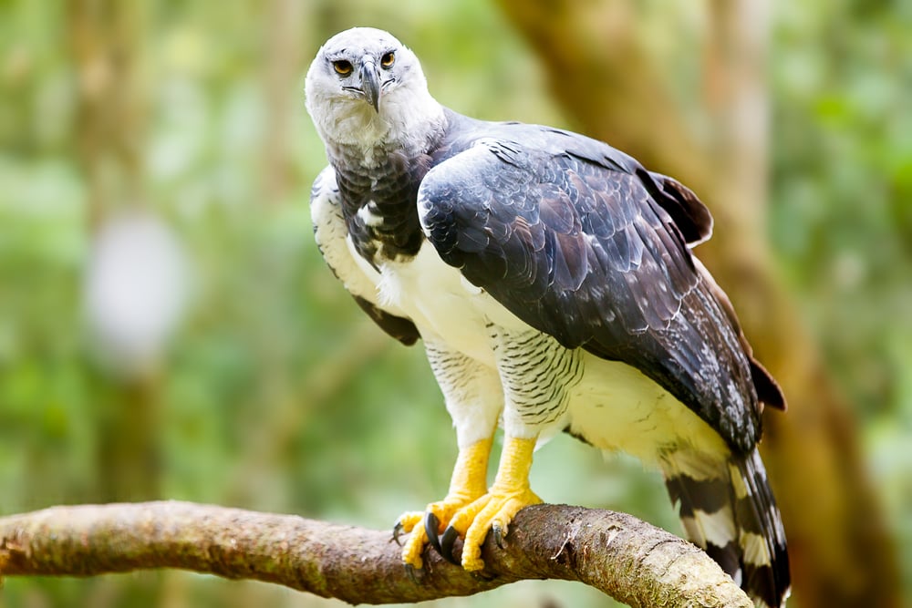 Majestic Harpy Eagle in the rainforest in Brazil. Majestic Harpy Eagle in the rainforest in Brazil.