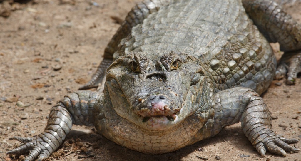 caiman in the Amazon
