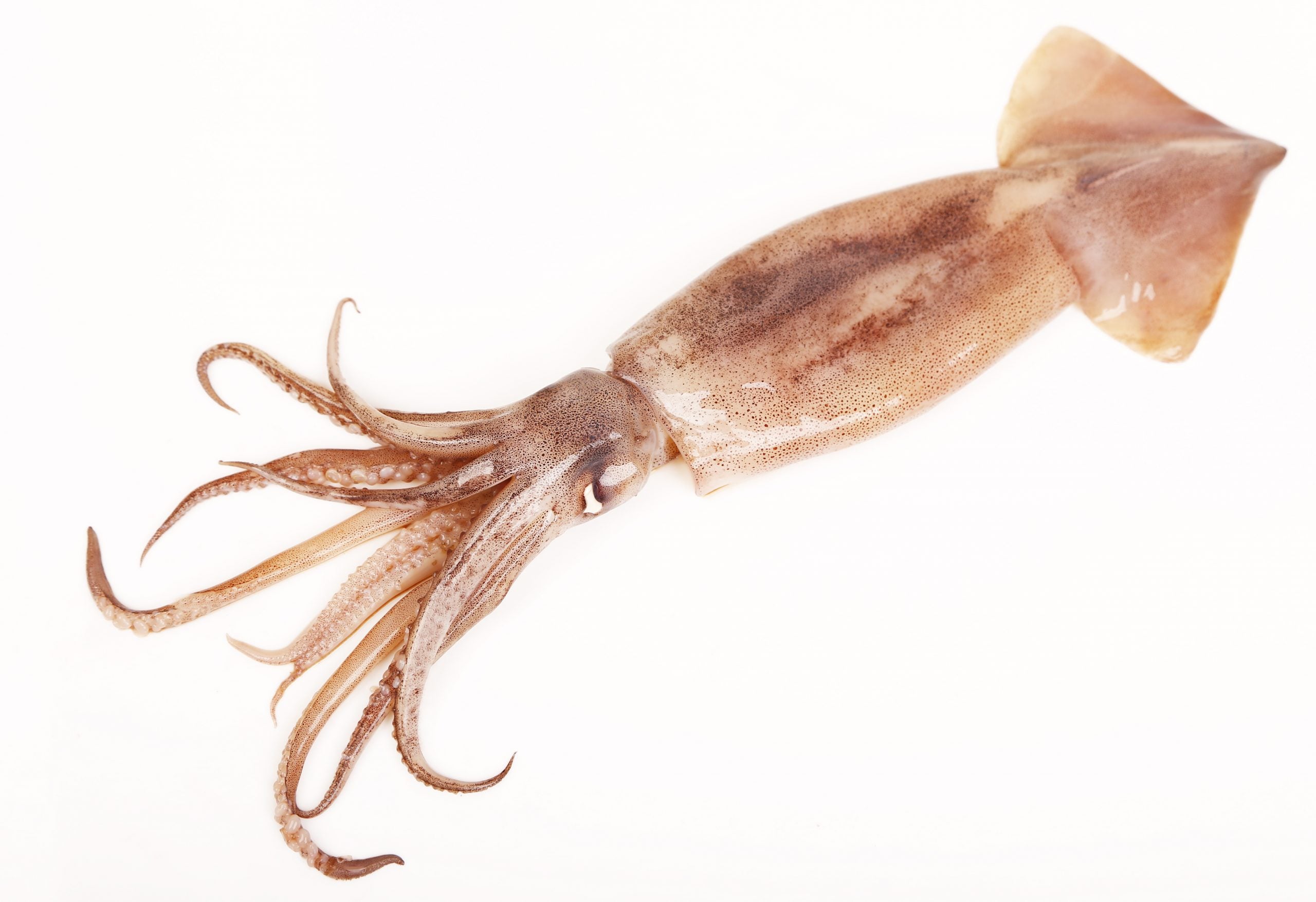 shutterstock_200562002-scaled