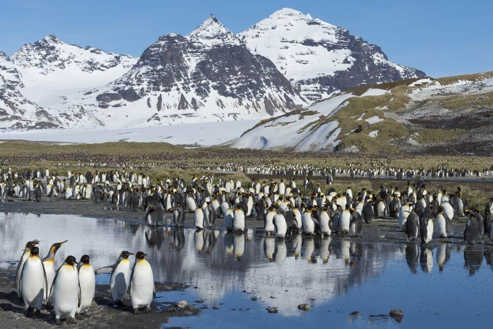 King penguins, South Georgia