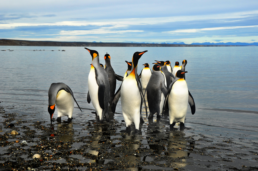 King Penguins on the beach in the island of Tierra del Fuego. King Penguins on the beach in the island of Tierra del Fuego.