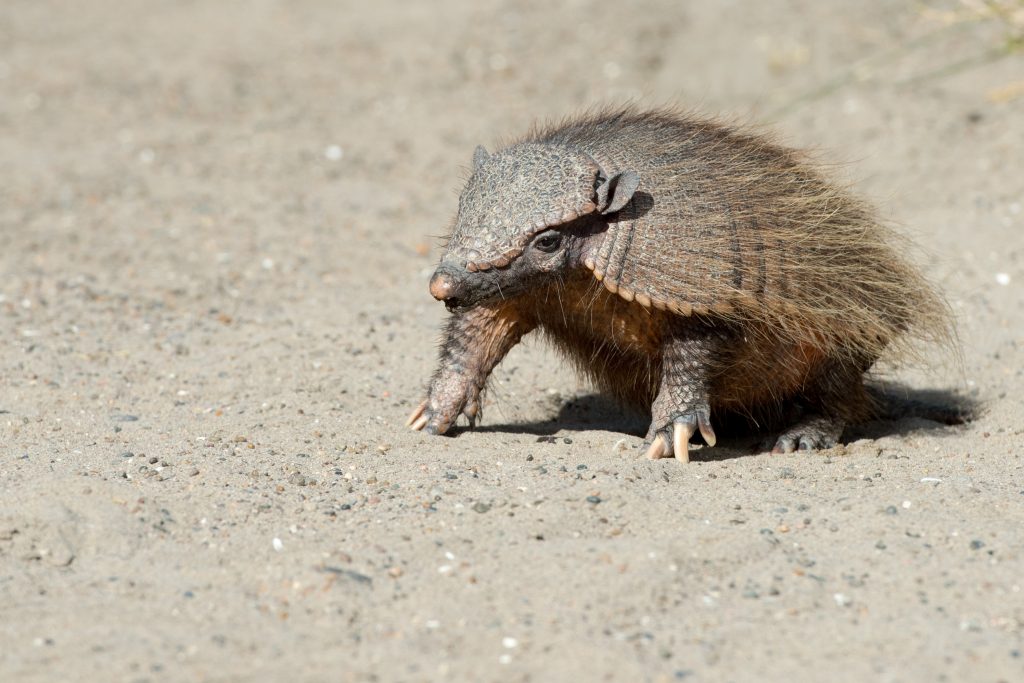 armadillo