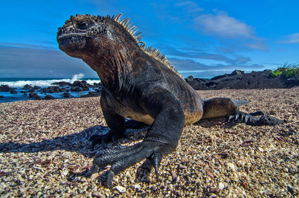 Galapagos Marine Iguana Galapagos Marine Iguana