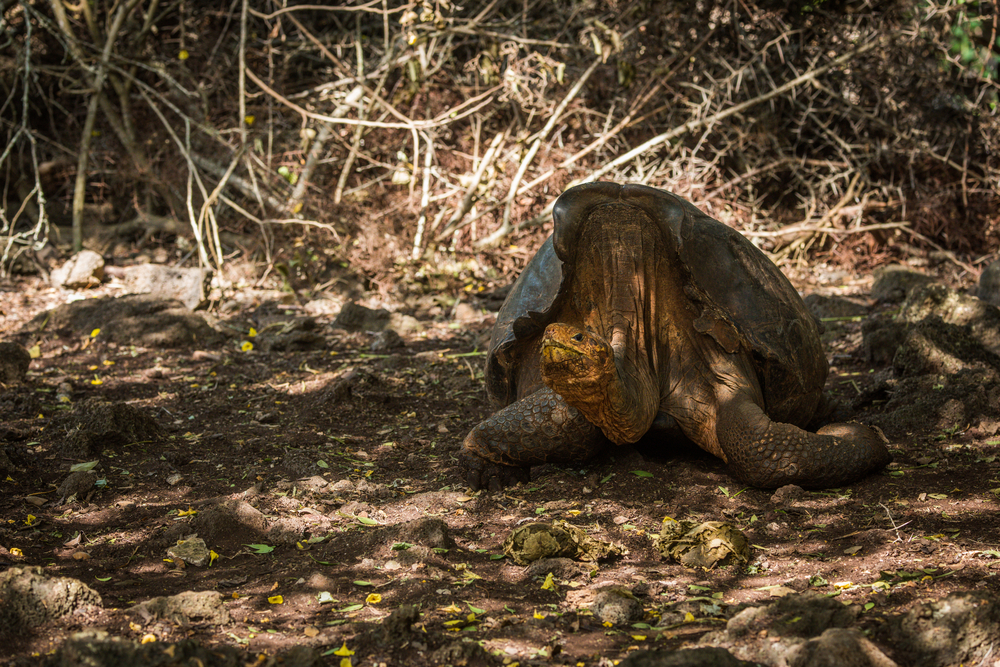 Super Diego, a Galapagos Giant tortoise Super Diego, a Galapagos Giant tortoise