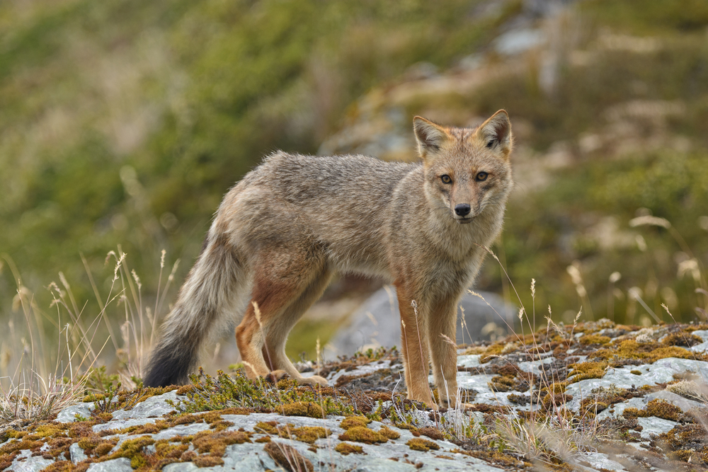 Andean Fox Andean Fox