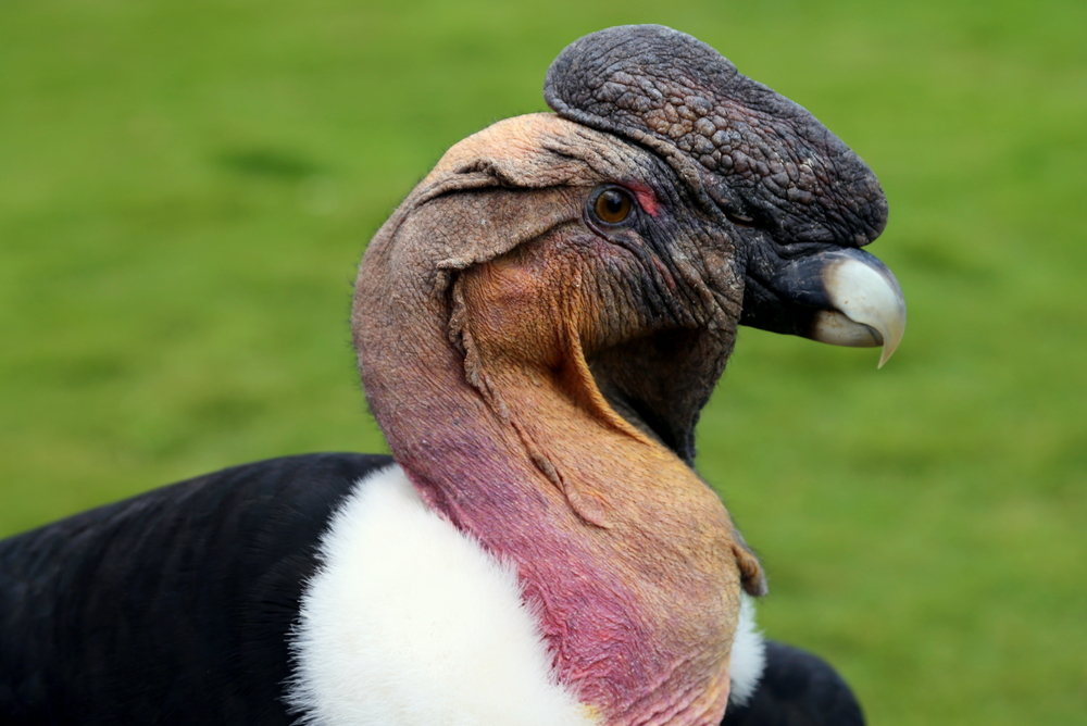 Closeup from male andean condor Closeup from male andean condor