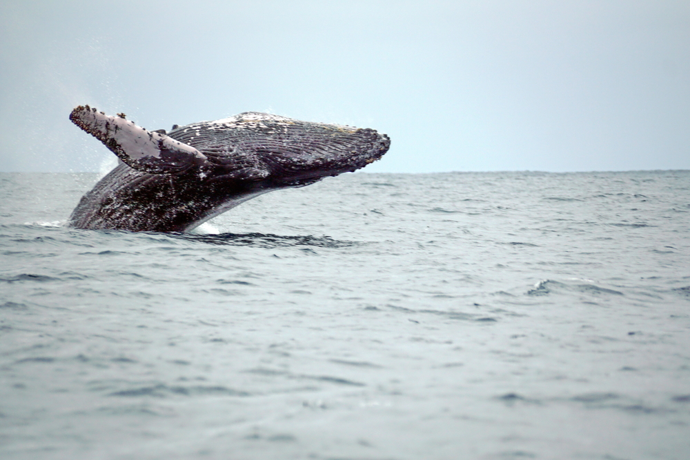 Humpback Whale swimming in the Pacific ocean at Puerto Lopez, Ecuador Humpback Whale swimming in the Pacific ocean at Puerto Lopez, Ecuador