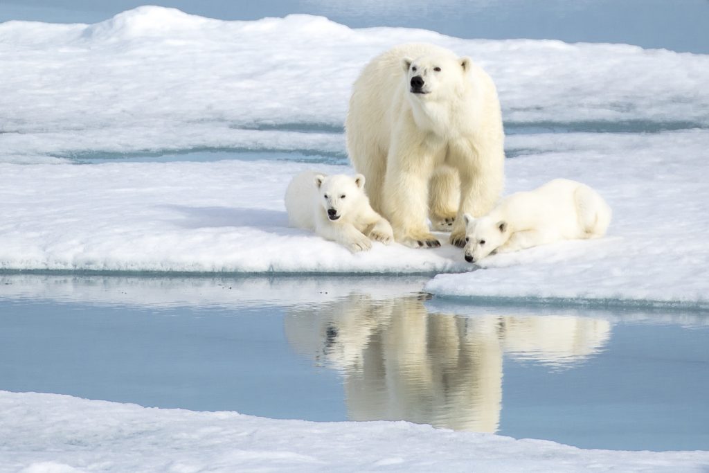 polar bear with two cubs