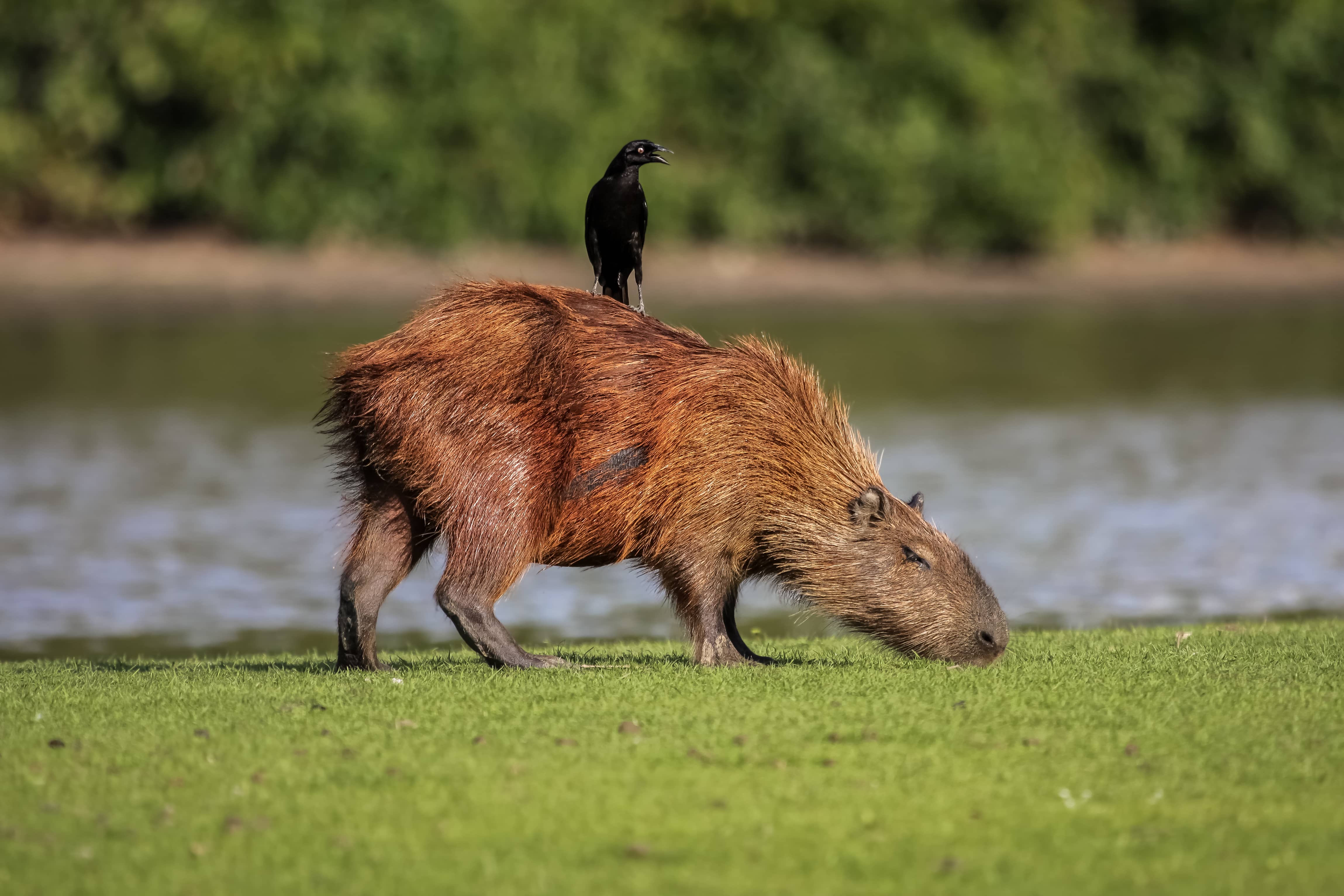 Never seen a Capybara? Visit Pantanal, Brasil and look for this incredible animal.