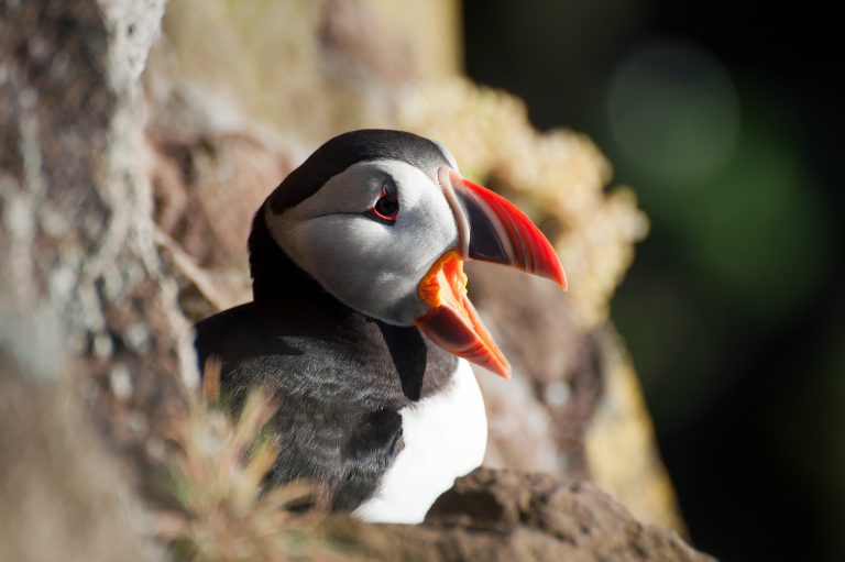 Atlantic puffin Atlantic puffin