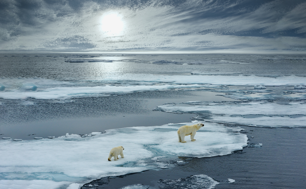 polar bears on ice floes