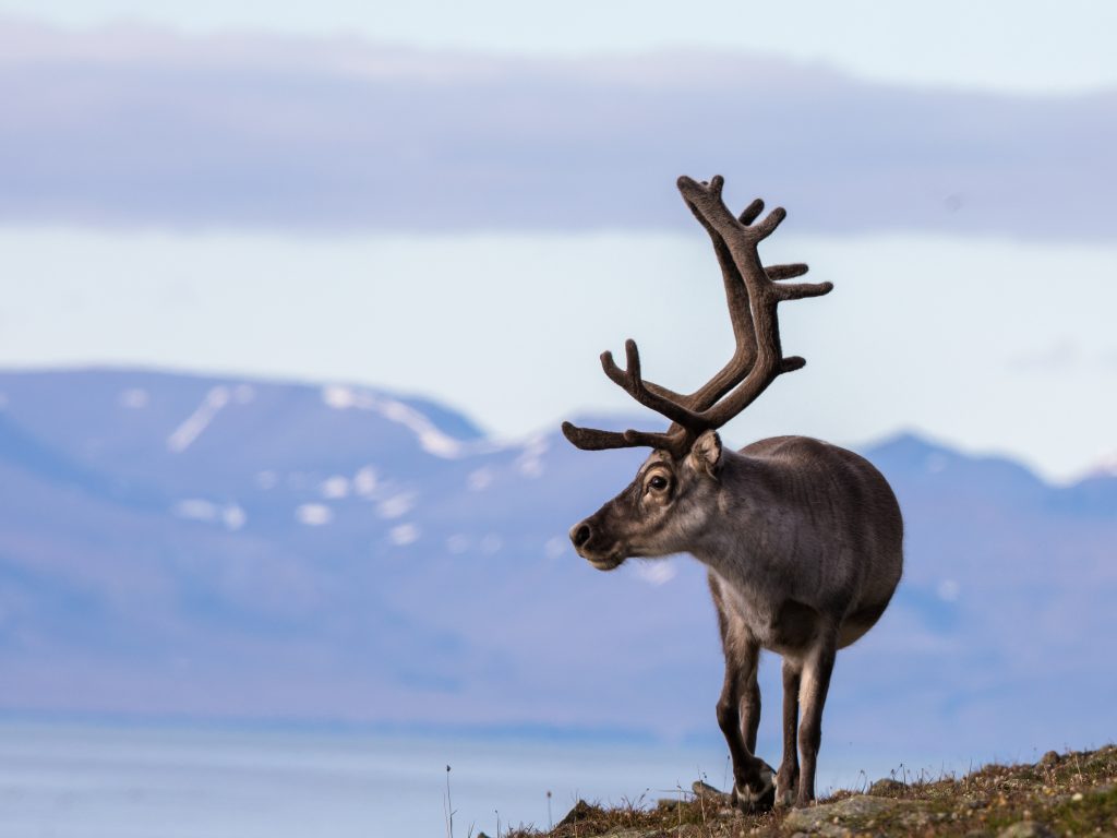 Svalbard reindeer
