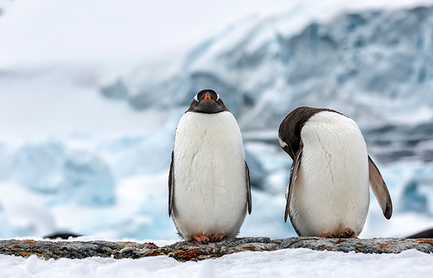 two penguins in Antarctica two penguins in Antarctica
