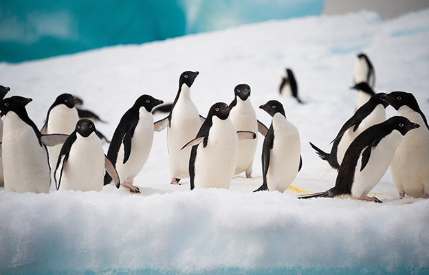 Adelie Penguin group