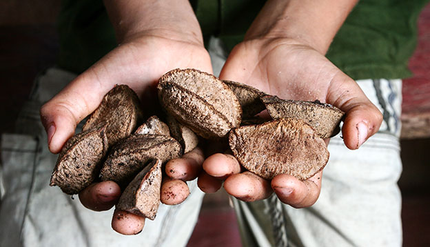 A producer's hand with fresh Brazil nuts in the Amazon A producer's hand with fresh Brazil nuts in the Amazon