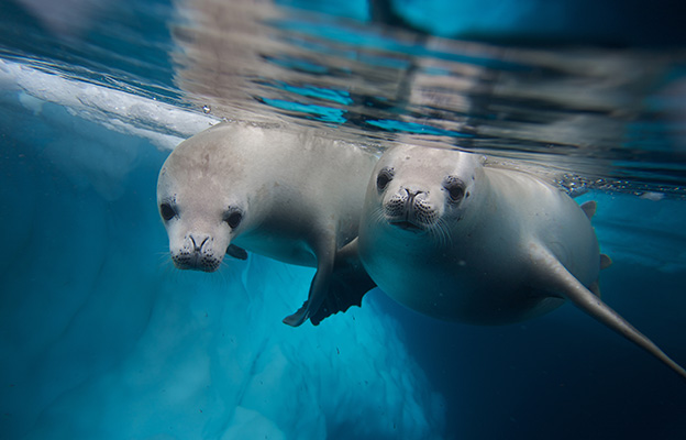 two seals in Antarctica two seals in Antarctica