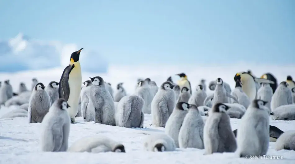 Emperor Penguins in Antarctica