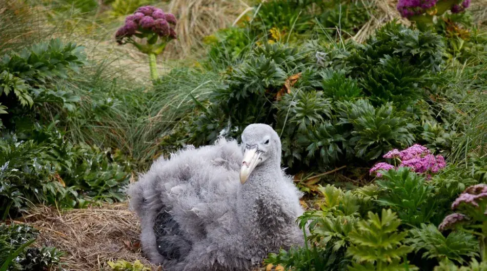 (c)_mkelly_galapagos_of_the_southern_ocean_10_(custom)_0
