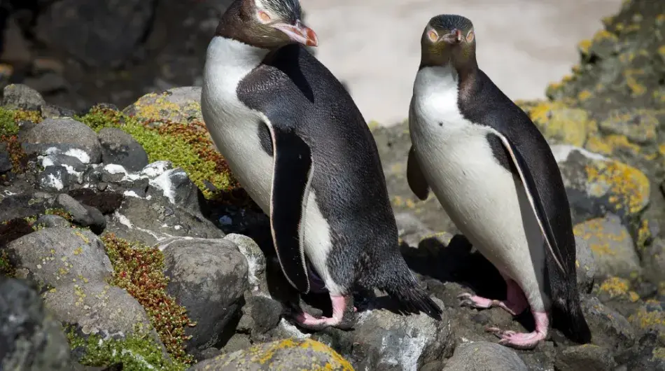 (c)_mkelly_galapagos_of_the_southern_ocean_17_(custom)