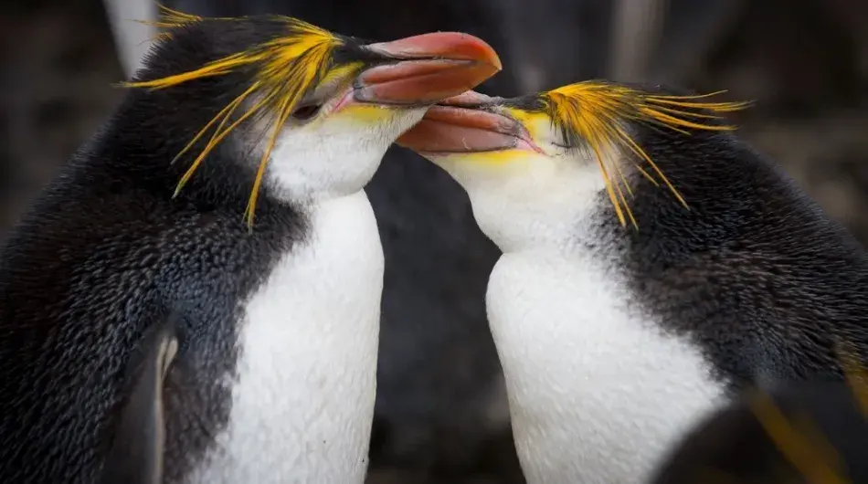 (c)_mkelly_galapagos_of_the_southern_ocean_6_(custom)