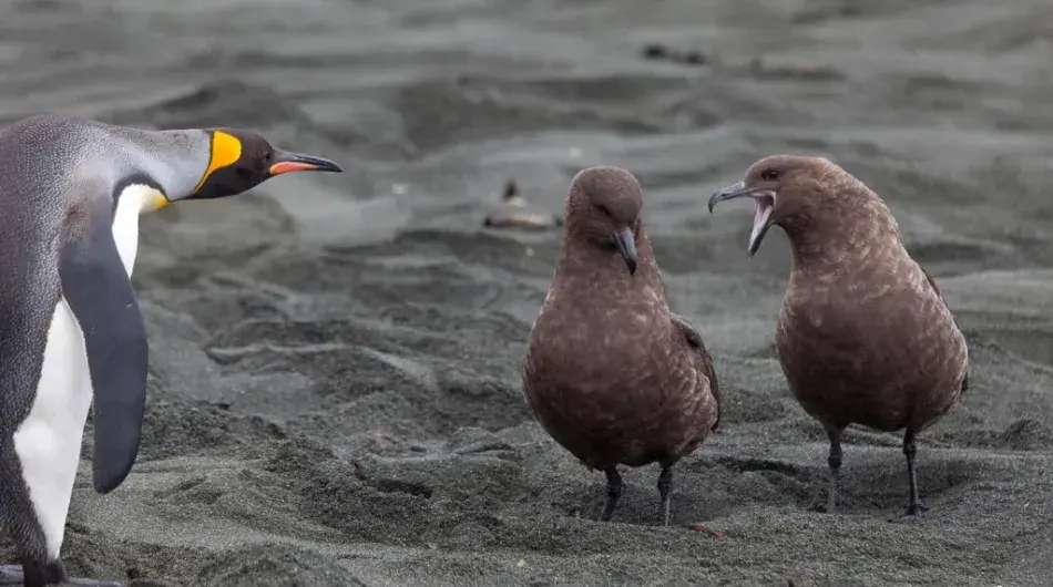 (c)_sblanc_galapagos_of_the_southern_ocean_19_(custom)