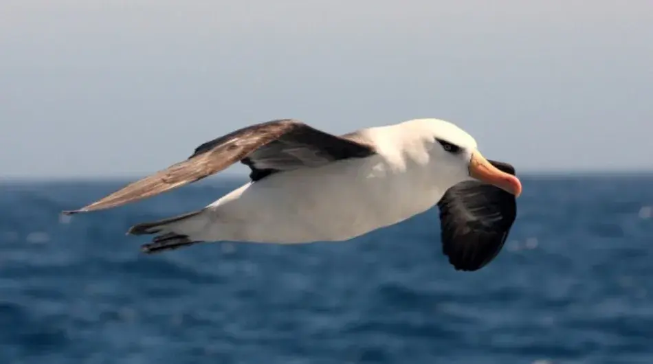 Albatross flying