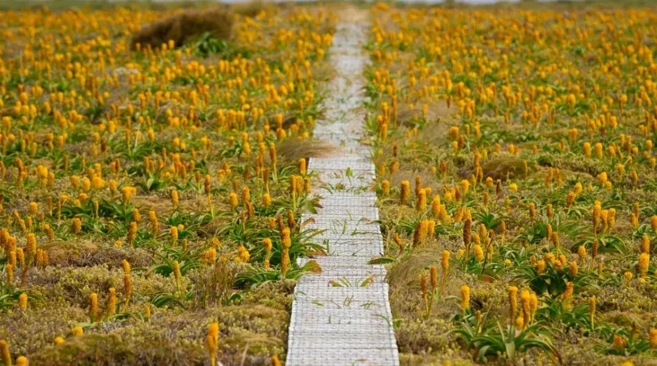Campbell Island walkway