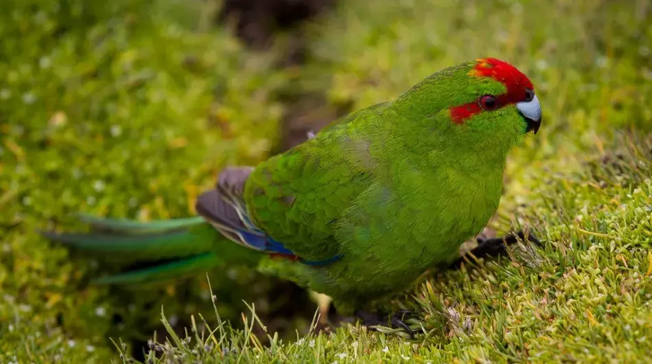 Bird of the sub Antarctics