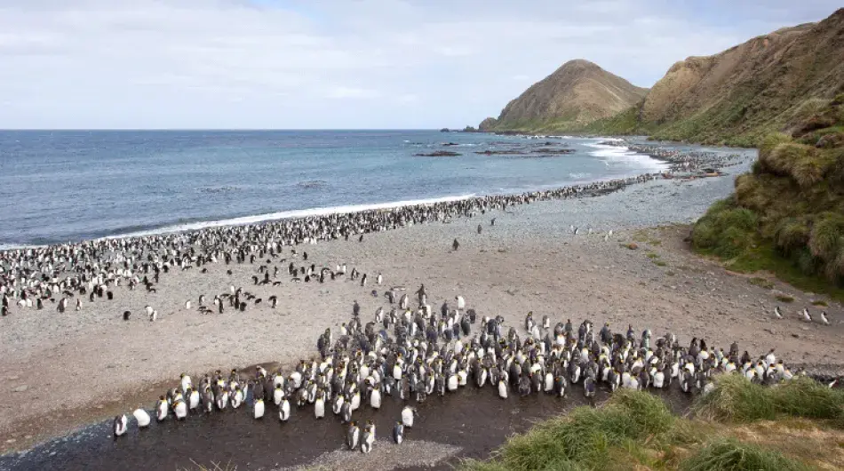 1363_sblanc_sandy_bay_macquarie_island