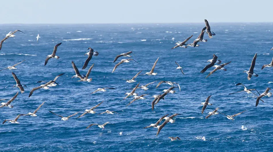 Albatross gathering Southern Ocean