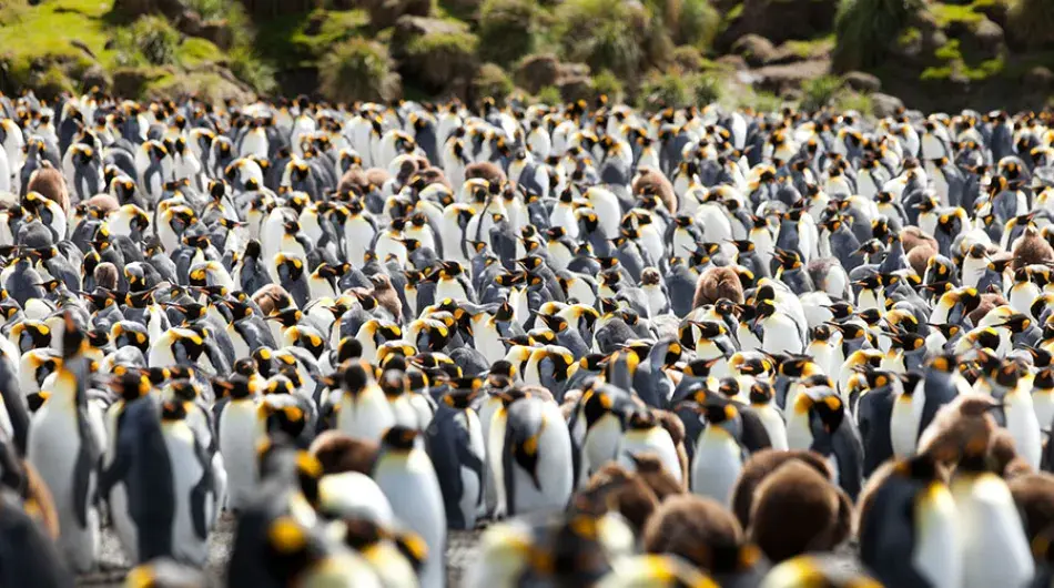 King Penguins Subantarctic Islands