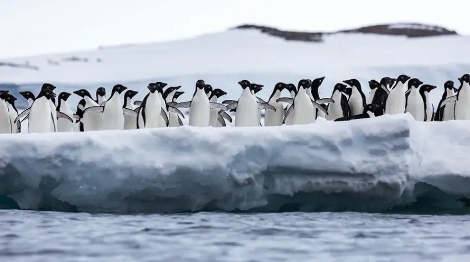 Penguin Colony