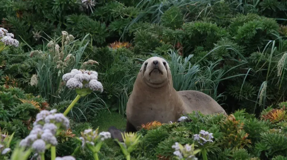 Fur seal