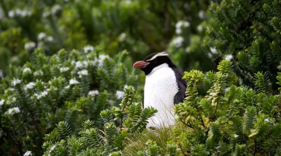 Erect-Crested Penguin
