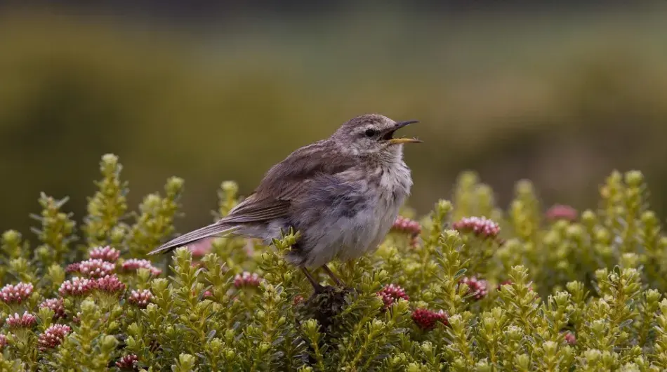 Chatham Island Warbler Subantarctic Islands