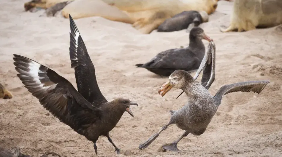 Skua & Giant Petrel fighting Subantarctic Islands