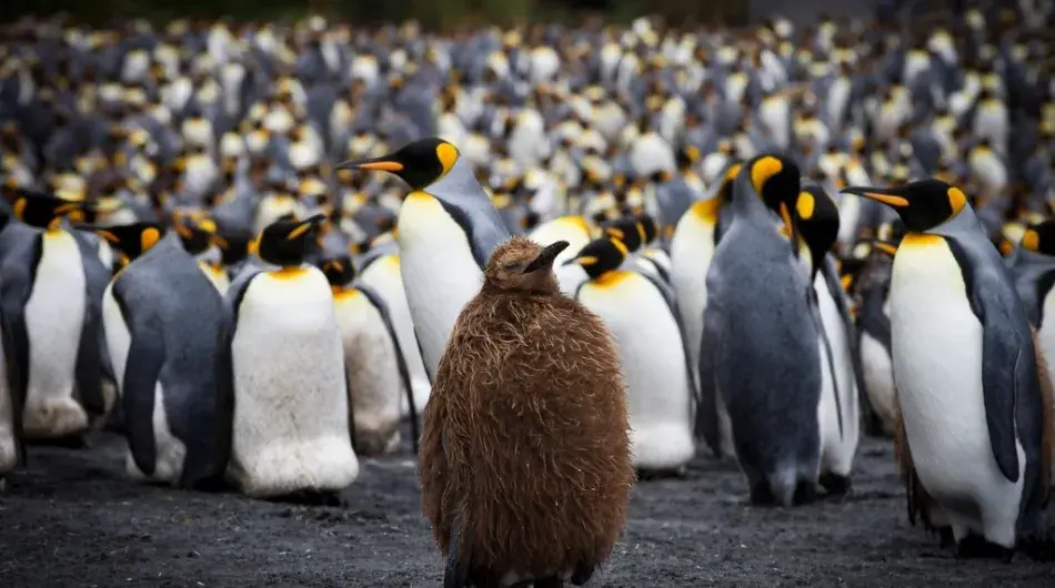 King Penguins in South Georgia