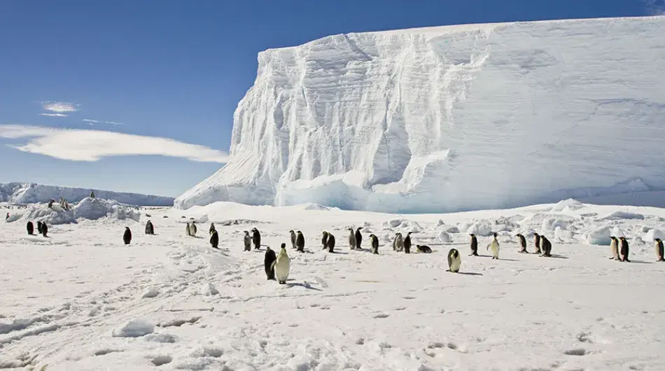 Penguins on Iceshelf Antarctica