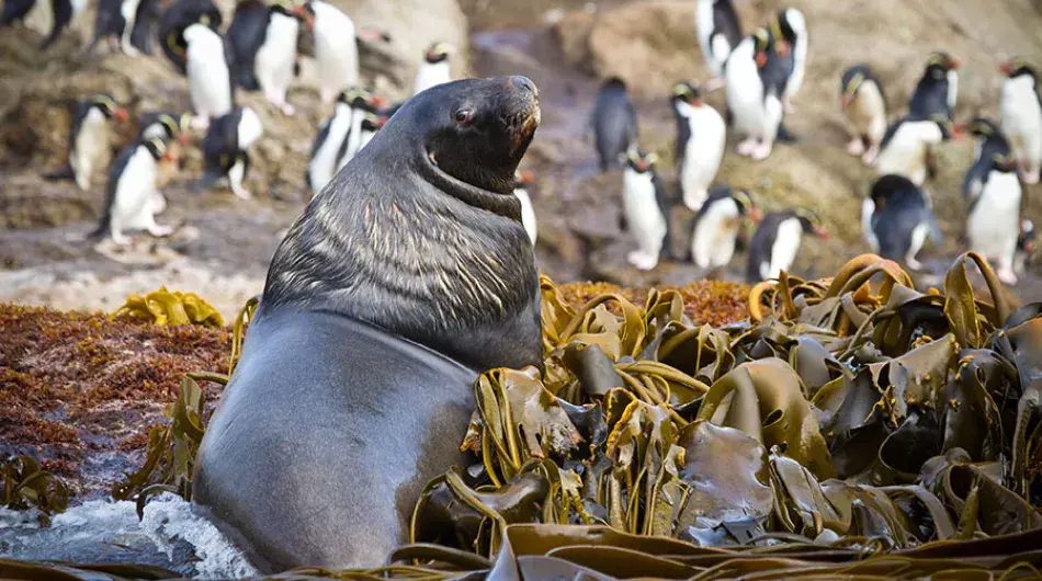 New Zealand Fur Seal Subantarctic Islands