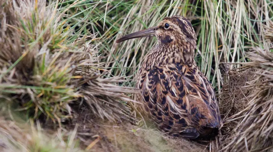 Snipe on Enderby Subantarctic Island