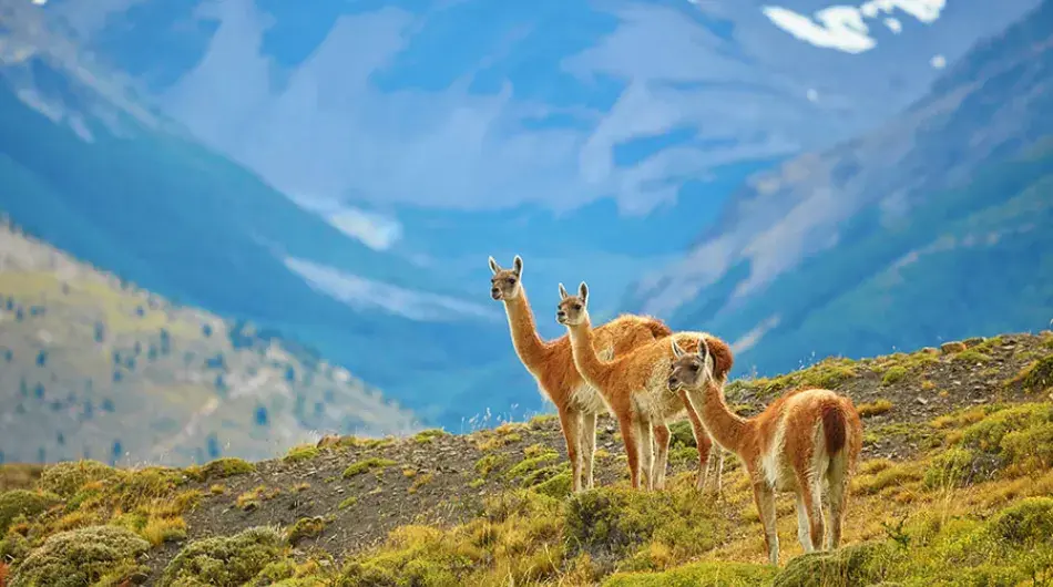 three guanacos on yellow pasture