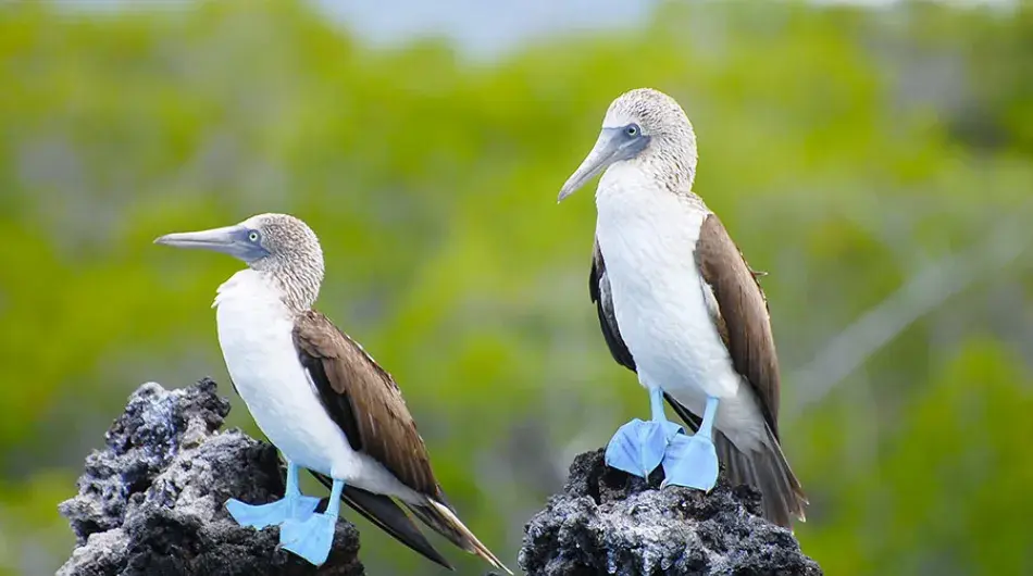 Galapagos blue footed boobies, Galapagos Islands Cruise