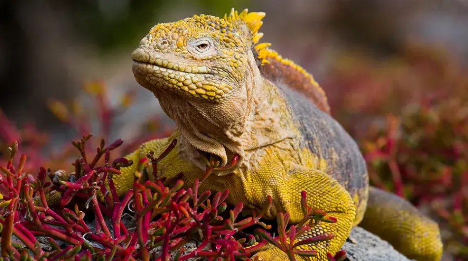 Galapagos Islands yellow land iguana 