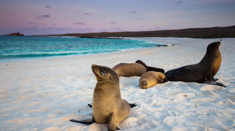 Galapagos sea lions on the beach in Galapagos Islands