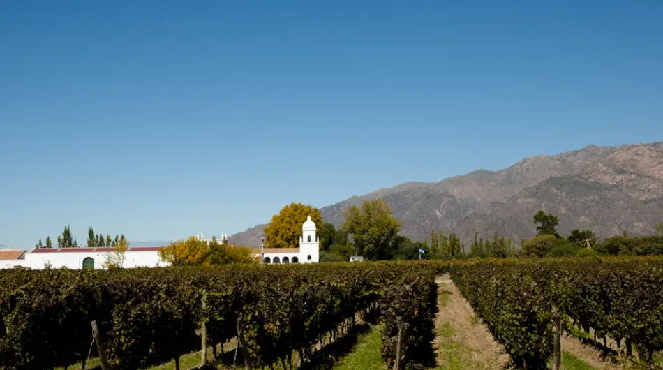 Cafayate colchaqui valley green vineyard with blue sky
